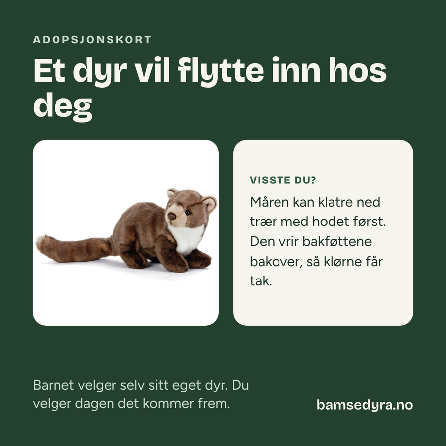Adopsjonskort med mår – gavekort på kosedyr