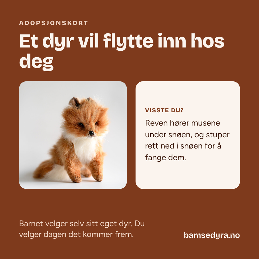 Adopsjonskort med rev – gavekort på kosedyr