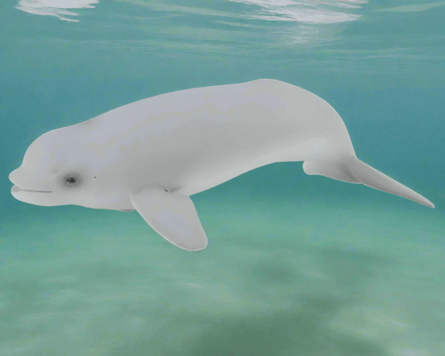 CollectA Beluga Whale Baby - Bamsedyra AS