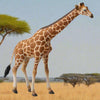 CollectA Sjiraff Figur – naturtro sjiraff med karakteristiske flekker og lang hals