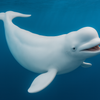 CollectA Beluga Hval Figur – naturtro hvit beluga-hval figur