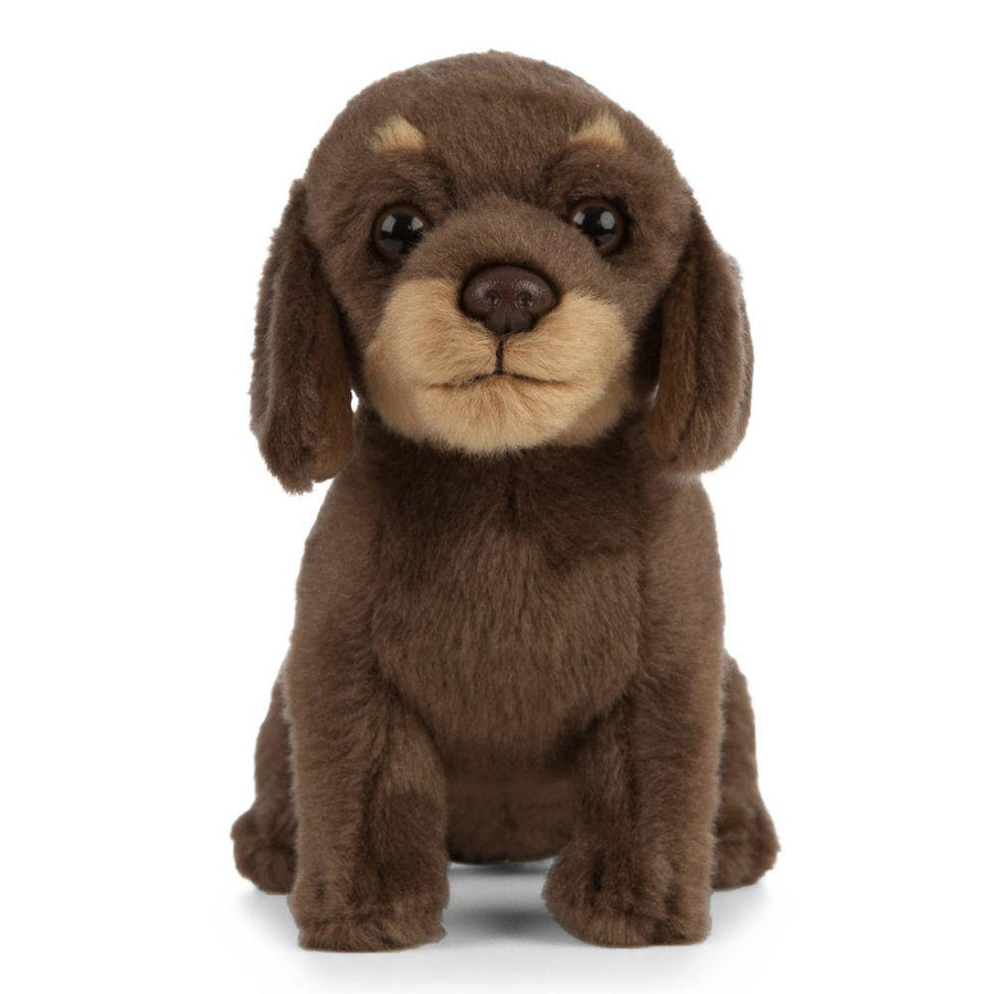 Living Nature Dachshund Valp Kosedyr – nærbilde av ansikt med store øyne og søt snute