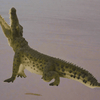 CollectA Krokodillefigur – naturtro krokodille med detaljerte skjell