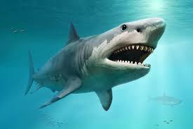 CollectA Megalodon Hai Figur – sidevisning av naturtro megalodon