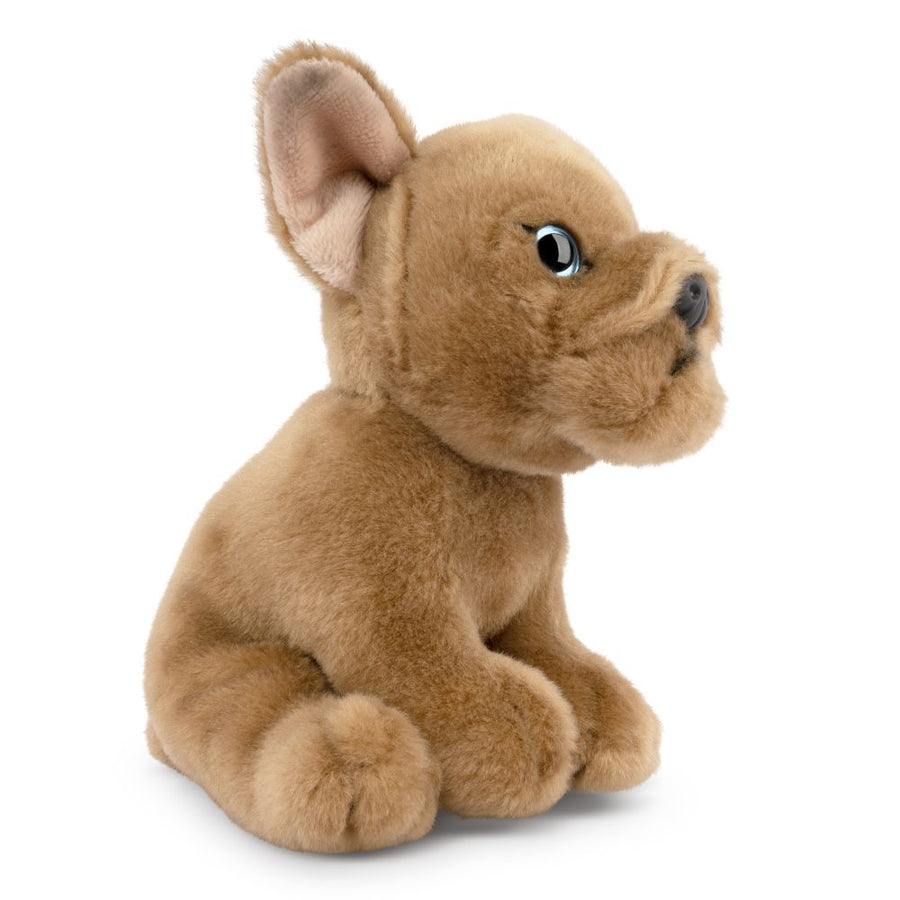 Fransk Bulldog Valp Kosedyr Top View | Living Nature - Bamsedyra AS